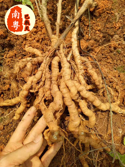 Newly dug roots