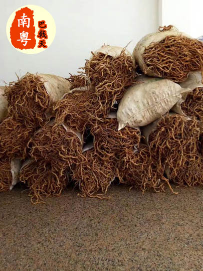 Fresh roots in soil