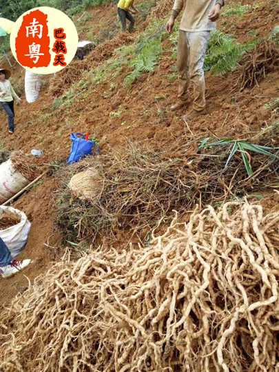 Plantation care